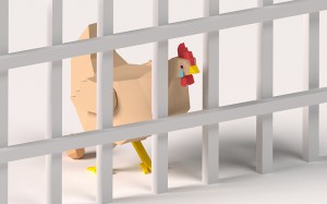 Chicken Cube Massentierhaltung